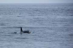 Orcinus orca