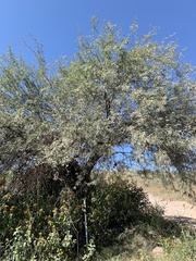 Prosopis juliflora