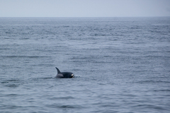 Orcinus orca
