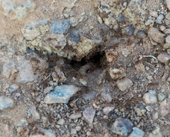 Pheidole californica