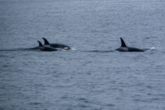 Orcinus orca