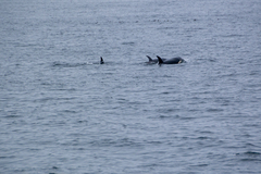Orcinus orca
