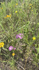 Agalinis heterophylla