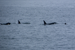 Orcinus orca
