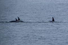 Orcinus orca