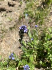 Veronica wormskjoldii