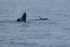 Orcinus orca