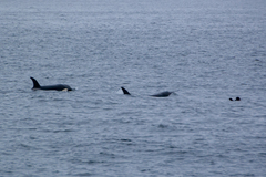 Orcinus orca