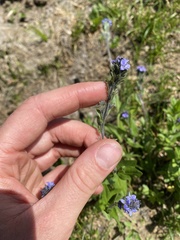 Veronica wormskjoldii