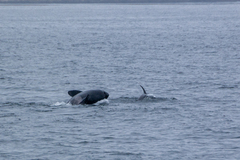Orcinus orca