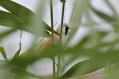 Panurus biarmicus