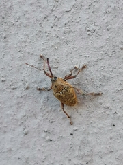 Curculio glandium
