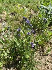 Veronica wormskjoldii