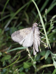 Hydrillodes pacifica