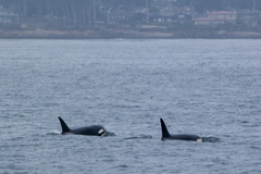 Orcinus orca