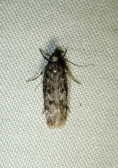 Gelechiini