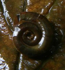 Planorbis planorbis