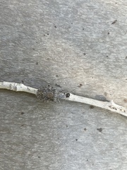 Brochymena quadripustulata