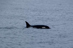Orcinus orca