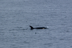 Orcinus orca