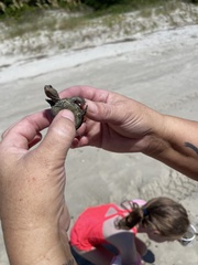 Malaclemys terrapin