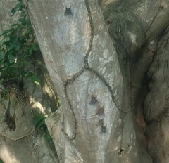 Rhynchonycteris naso