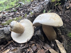 Boletus barrowsii