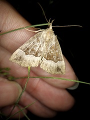 Bomolocha stygiana