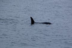 Orcinus orca