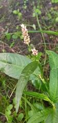 Persicaria maculosa