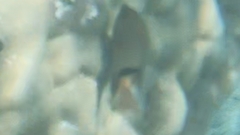 Plectroglyphidodon dickii