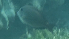 Acanthurus nigrofuscus