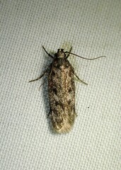 Gelechiini