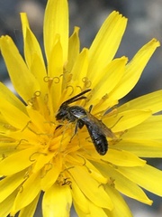 Lasioglossum