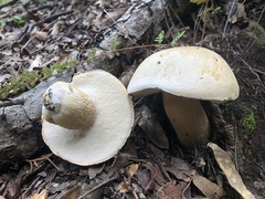 Boletus barrowsii