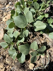 Mirabilis multiflora