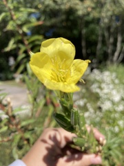 Oenothera oakesiana