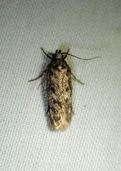 Gelechiini