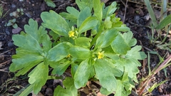 Ranunculus sceleratus