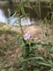 Strophostyles leiosperma
