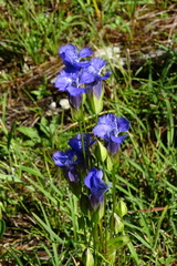 Gentianopsis crinita