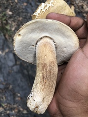 Boletus barrowsii