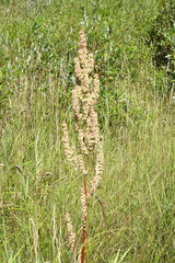 Rumex britannica