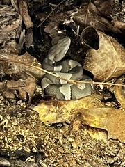 Agkistrodon laticinctus
