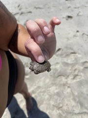 Malaclemys terrapin