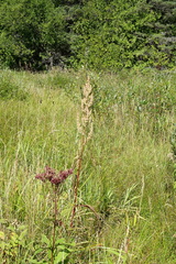 Rumex britannica