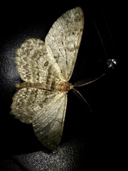 Hypomecis punctinalis conferenda