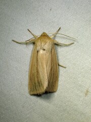 Mythimna