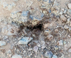 Pheidole californica