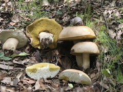 Boletus barrowsii
